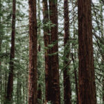 Discover the Magic of Ancient Trees